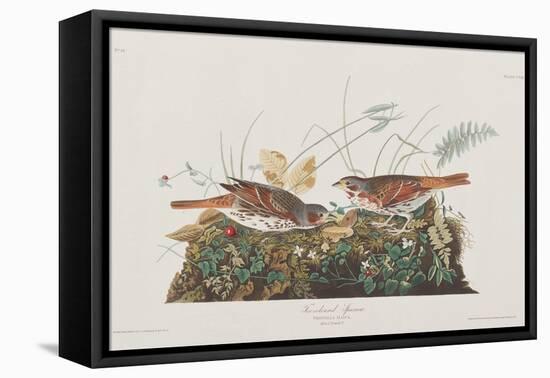 Illustration from 'Birds of America', 1827-38-John James Audubon-Framed Premier Image Canvas