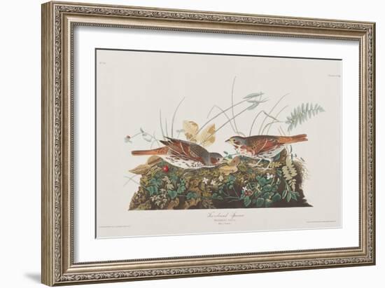 Illustration from 'Birds of America', 1827-38-John James Audubon-Framed Giclee Print