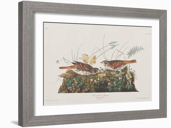 Illustration from 'Birds of America', 1827-38-John James Audubon-Framed Giclee Print