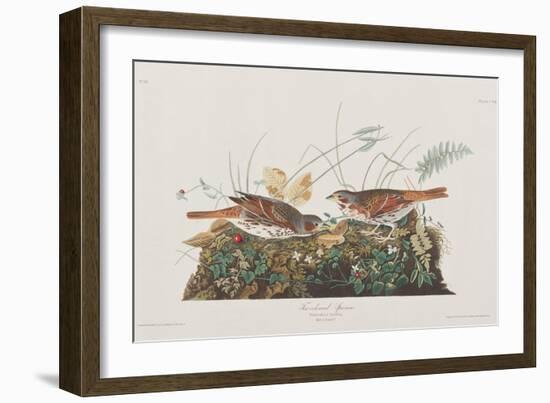 Illustration from 'Birds of America', 1827-38-John James Audubon-Framed Giclee Print