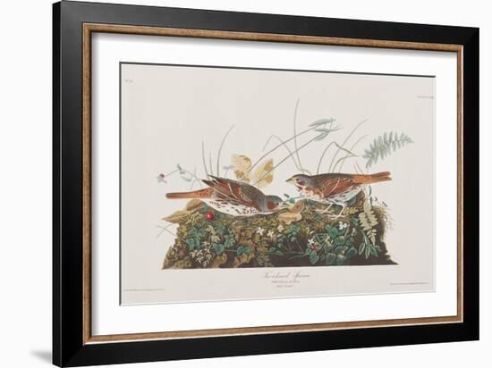 Illustration from 'Birds of America', 1827-38-John James Audubon-Framed Giclee Print