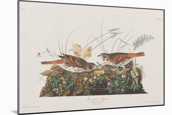 Illustration from 'Birds of America', 1827-38-John James Audubon-Mounted Giclee Print