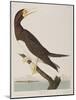 Illustration from 'Birds of America', 1827-38-John James Audubon-Mounted Giclee Print