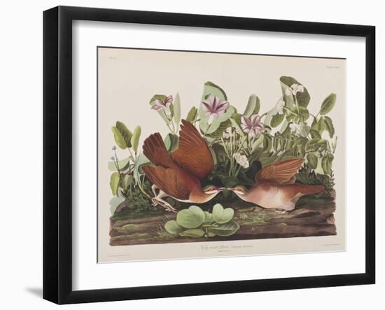 Illustration from 'Birds of America', 1827-38-John James Audubon-Framed Giclee Print