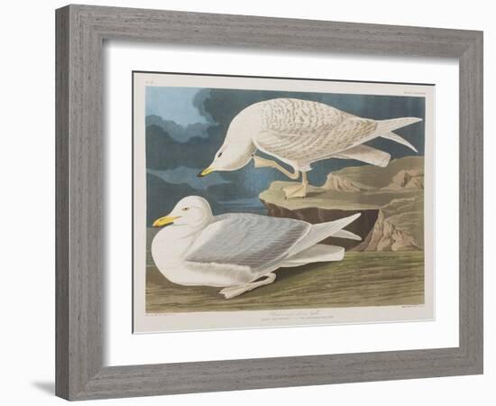 Illustration from 'Birds of America', 1827-38-John James Audubon-Framed Giclee Print