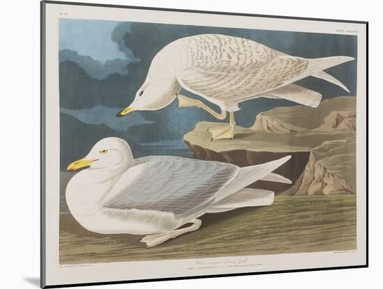 Illustration from 'Birds of America', 1827-38-John James Audubon-Mounted Giclee Print