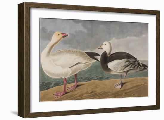 Illustration from 'Birds of America', 1827-38-John James Audubon-Framed Giclee Print