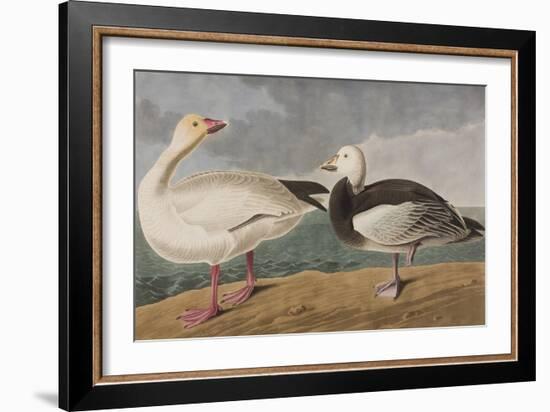 Illustration from 'Birds of America', 1827-38-John James Audubon-Framed Giclee Print