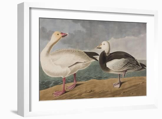 Illustration from 'Birds of America', 1827-38-John James Audubon-Framed Giclee Print