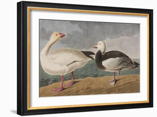 Illustration from 'Birds of America', 1827-38-John James Audubon-Framed Giclee Print