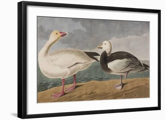 Illustration from 'Birds of America', 1827-38-John James Audubon-Framed Giclee Print