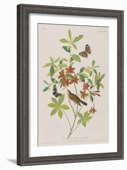 Illustration from 'Birds of America', 1827-38-John James Audubon-Framed Giclee Print