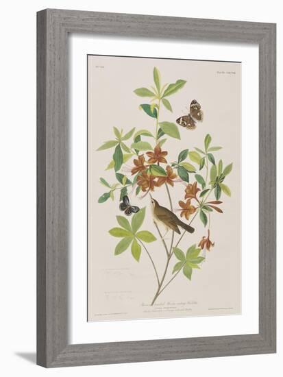 Illustration from 'Birds of America', 1827-38-John James Audubon-Framed Giclee Print