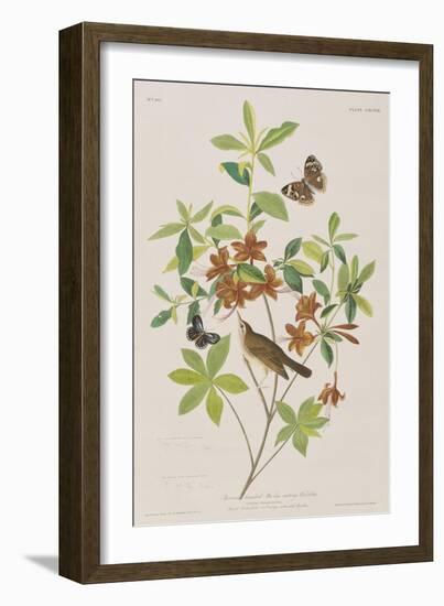 Illustration from 'Birds of America', 1827-38-John James Audubon-Framed Giclee Print