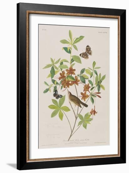 Illustration from 'Birds of America', 1827-38-John James Audubon-Framed Giclee Print