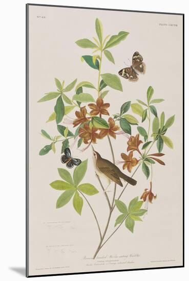 Illustration from 'Birds of America', 1827-38-John James Audubon-Mounted Giclee Print