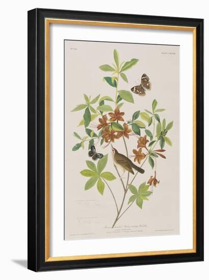 Illustration from 'Birds of America', 1827-38-John James Audubon-Framed Giclee Print