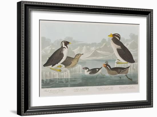 Illustration from 'Birds of America', 1827-38-John James Audubon-Framed Giclee Print