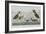 Illustration from 'Birds of America', 1827-38-John James Audubon-Framed Giclee Print