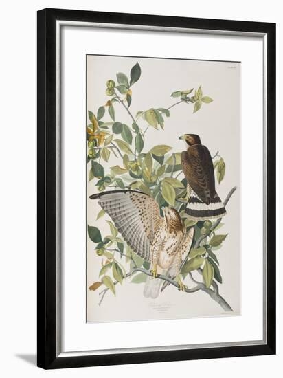 Illustration from 'Birds of America', 1827-38-John James Audubon-Framed Giclee Print