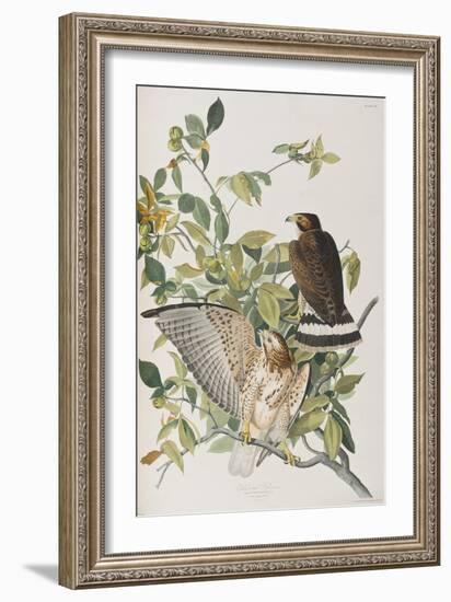 Illustration from 'Birds of America', 1827-38-John James Audubon-Framed Giclee Print