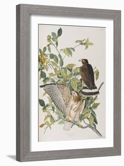 Illustration from 'Birds of America', 1827-38-John James Audubon-Framed Giclee Print