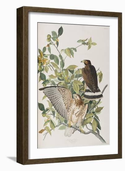 Illustration from 'Birds of America', 1827-38-John James Audubon-Framed Giclee Print