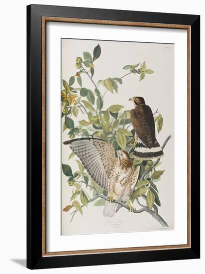 Illustration from 'Birds of America', 1827-38-John James Audubon-Framed Giclee Print