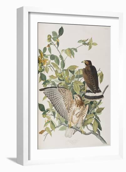 Illustration from 'Birds of America', 1827-38-John James Audubon-Framed Giclee Print