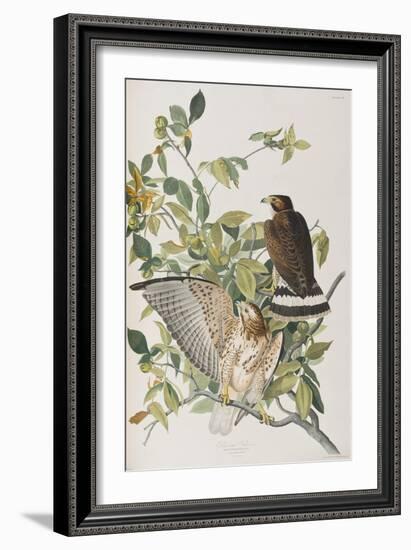 Illustration from 'Birds of America', 1827-38-John James Audubon-Framed Giclee Print