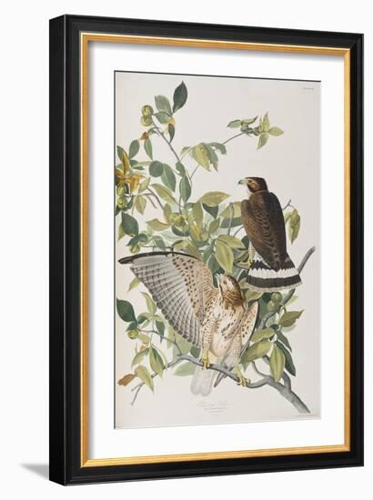 Illustration from 'Birds of America', 1827-38-John James Audubon-Framed Giclee Print