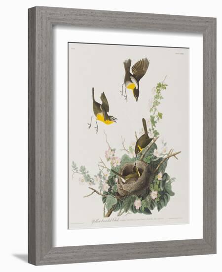 Illustration from 'Birds of America', 1827-38-John James Audubon-Framed Giclee Print