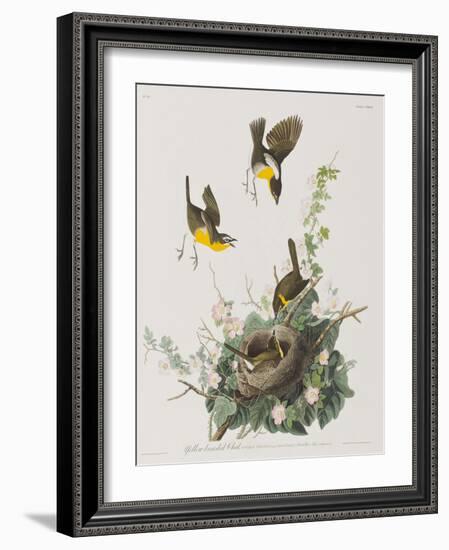 Illustration from 'Birds of America', 1827-38-John James Audubon-Framed Giclee Print