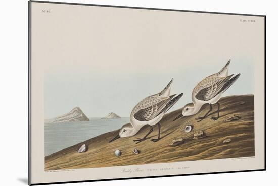 Illustration from 'Birds of America', 1827-38-John James Audubon-Mounted Giclee Print