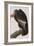 Illustration from 'Birds of America', 1827-38-John James Audubon-Framed Giclee Print