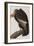 Illustration from 'Birds of America', 1827-38-John James Audubon-Framed Giclee Print