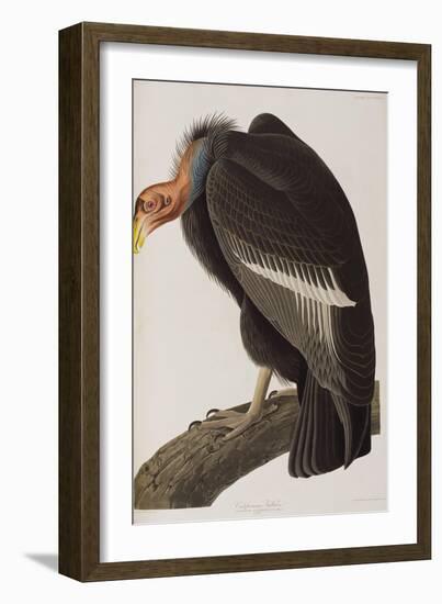 Illustration from 'Birds of America', 1827-38-John James Audubon-Framed Giclee Print