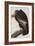 Illustration from 'Birds of America', 1827-38-John James Audubon-Framed Giclee Print