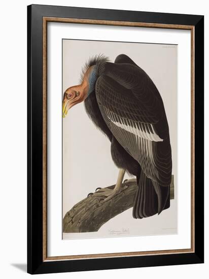 Illustration from 'Birds of America', 1827-38-John James Audubon-Framed Giclee Print