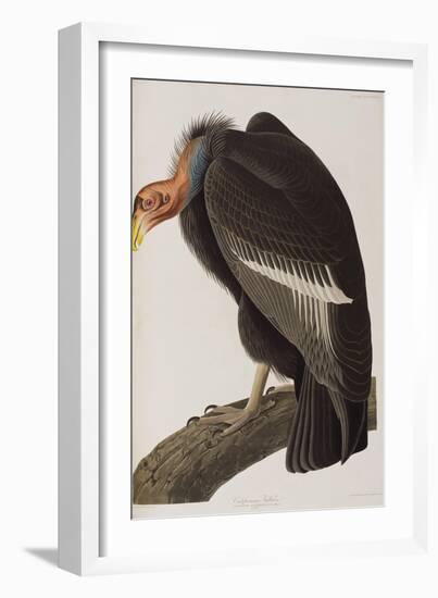 Illustration from 'Birds of America', 1827-38-John James Audubon-Framed Giclee Print