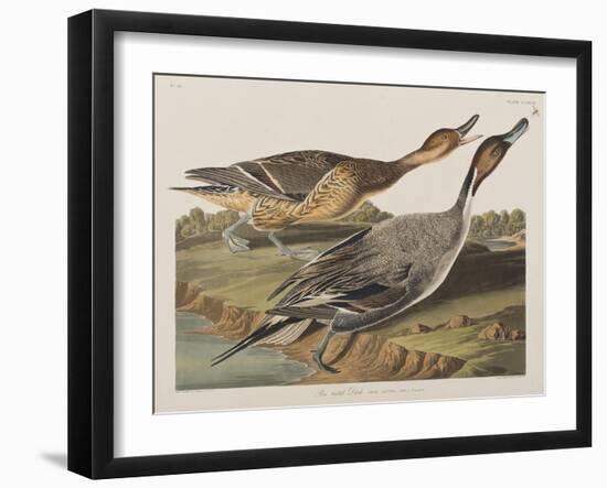 Illustration from 'Birds of America', 1827-38-John James Audubon-Framed Giclee Print