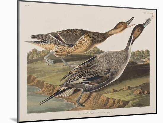 Illustration from 'Birds of America', 1827-38-John James Audubon-Mounted Giclee Print