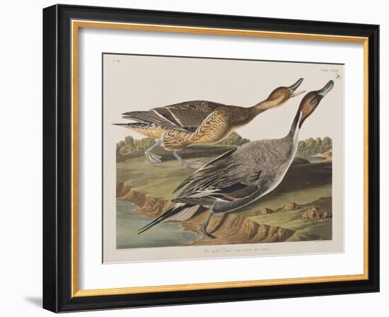 Illustration from 'Birds of America', 1827-38-John James Audubon-Framed Giclee Print