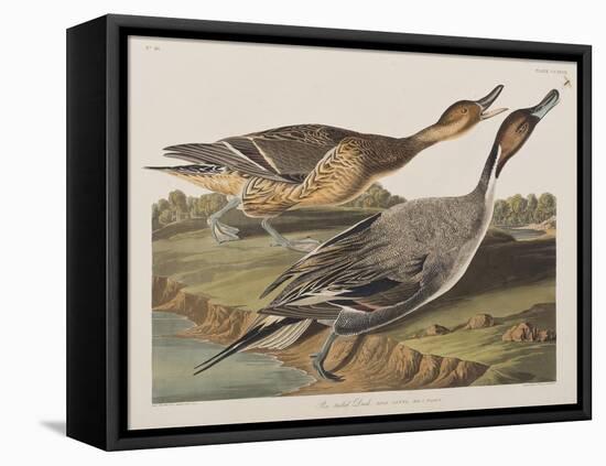 Illustration from 'Birds of America', 1827-38-John James Audubon-Framed Premier Image Canvas