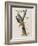 Illustration from 'Birds of America', 1827-38-John James Audubon-Framed Giclee Print