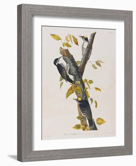 Illustration from 'Birds of America', 1827-38-John James Audubon-Framed Giclee Print