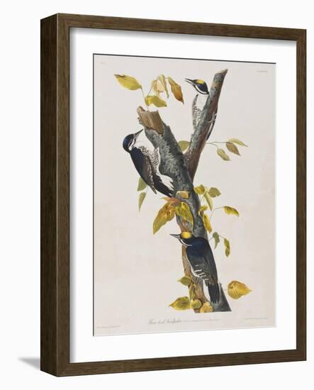 Illustration from 'Birds of America', 1827-38-John James Audubon-Framed Giclee Print