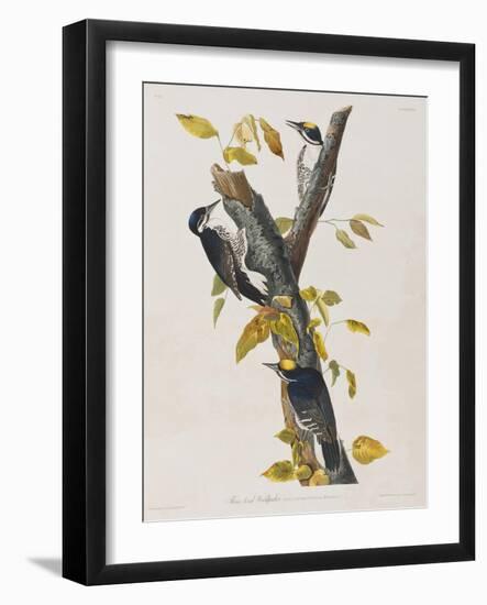 Illustration from 'Birds of America', 1827-38-John James Audubon-Framed Giclee Print