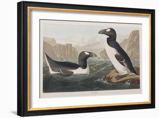 Illustration from 'Birds of America', 1827-38-John James Audubon-Framed Giclee Print