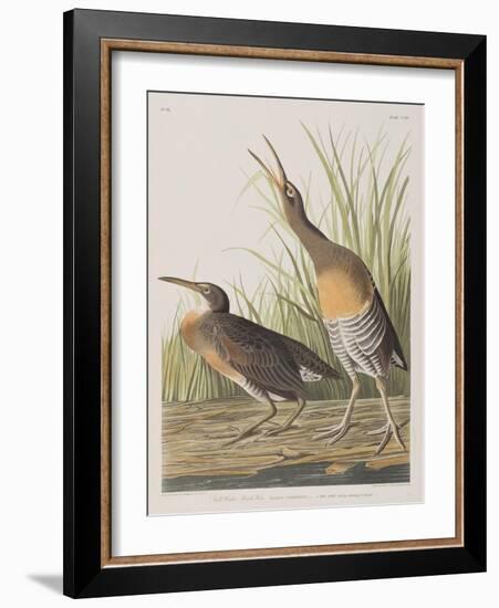 Illustration from 'Birds of America', 1827-38-John James Audubon-Framed Giclee Print